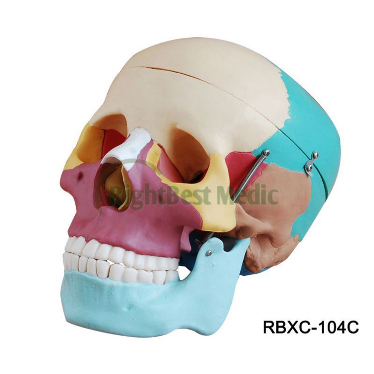 Colored Life-Size Bones Human Skull Model