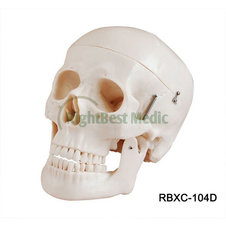 Deluxe Life-Size Skull Style D