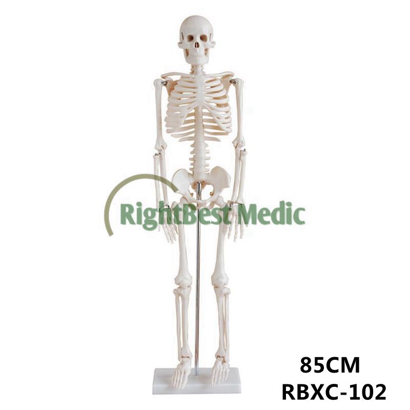 200 bones of adult human skeleton model 85cm