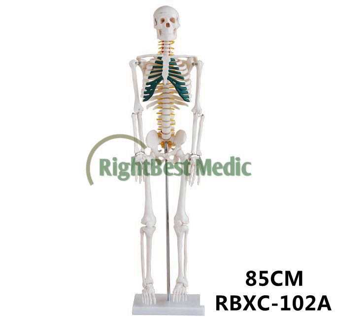 85cm Skeleton with Spinal Nerves