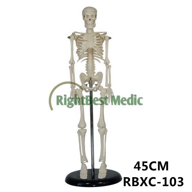 45CM Mini Skeleton