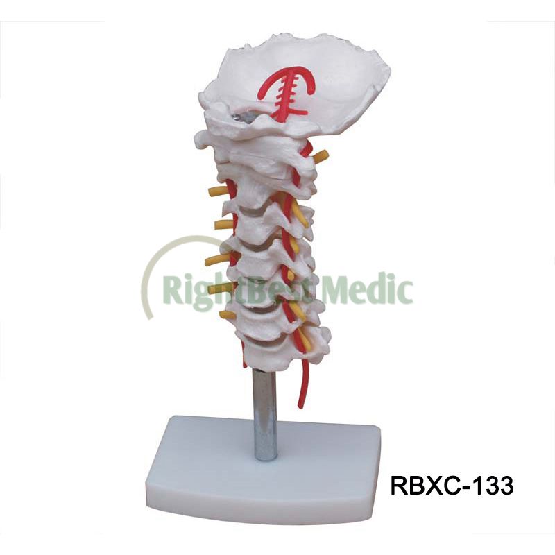Cervical Vertebral Column with Neck Artery