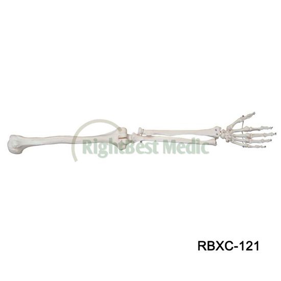 Life-Size Upper Extremity