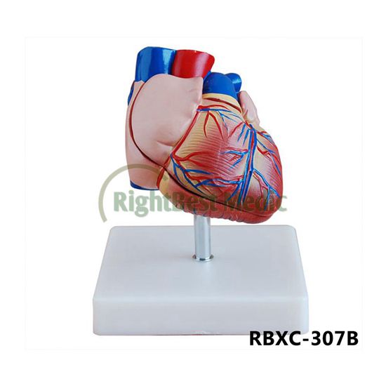 New Style Life-Size Heart Model