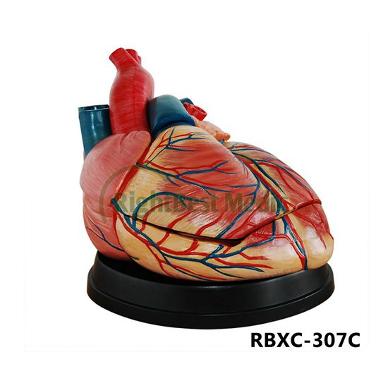 New Style Jumbo Heart Model
