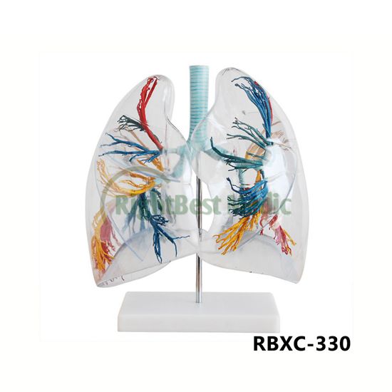 Model of the Transparent Lung Segment