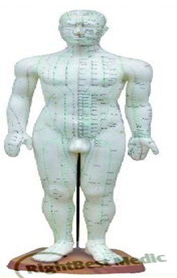 46CM Male Human Body Acupuncture Point Model