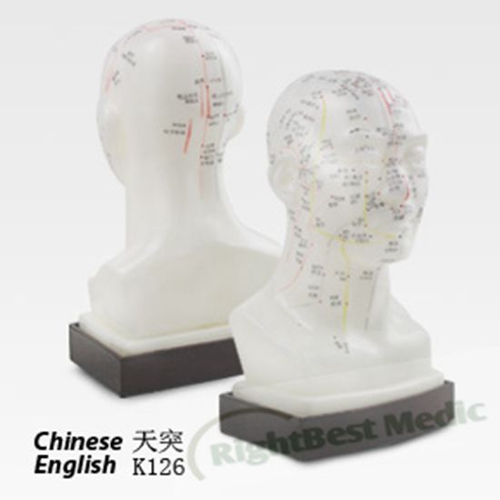 21CM Human Head Acupuncture Points Model