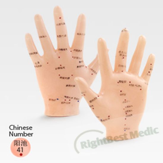 13CM Hand Acupuncture Points Model